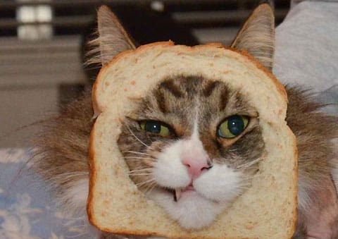 breaded-cats-4