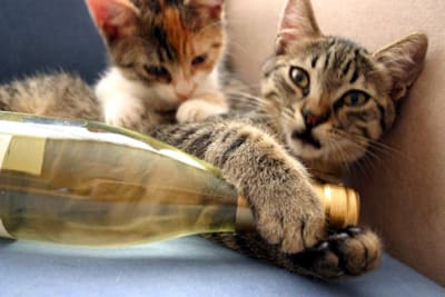 cat-wine