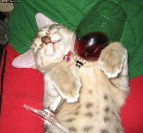 drinking_cat