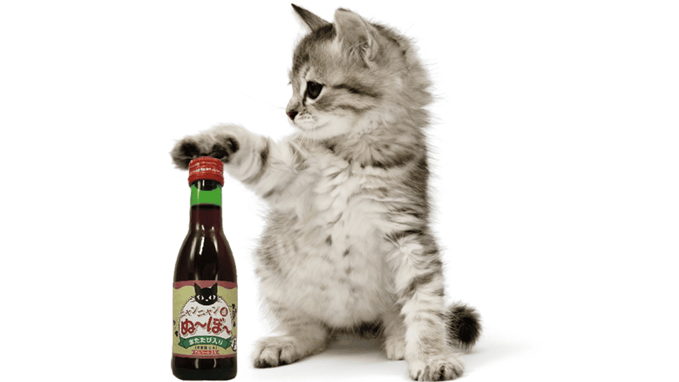 vin-pour-chat