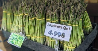 Les asperges du Québec sont en saison!